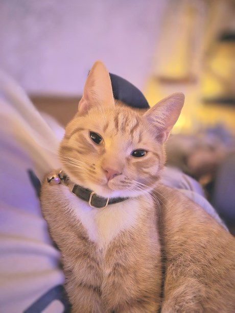 Kat Europese korthaar of huiskat