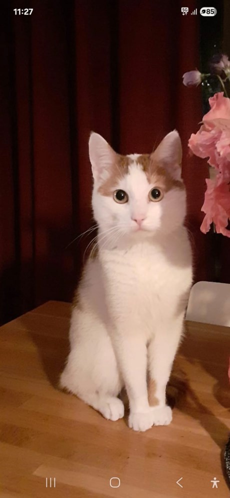 Kat Europese korthaar of huiskat