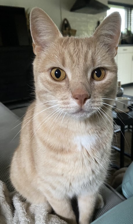 Kat Europese korthaar of huiskat