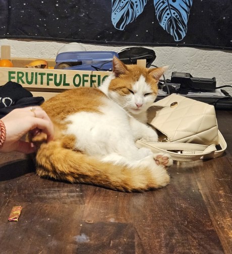 Kat Europese korthaar of huiskat