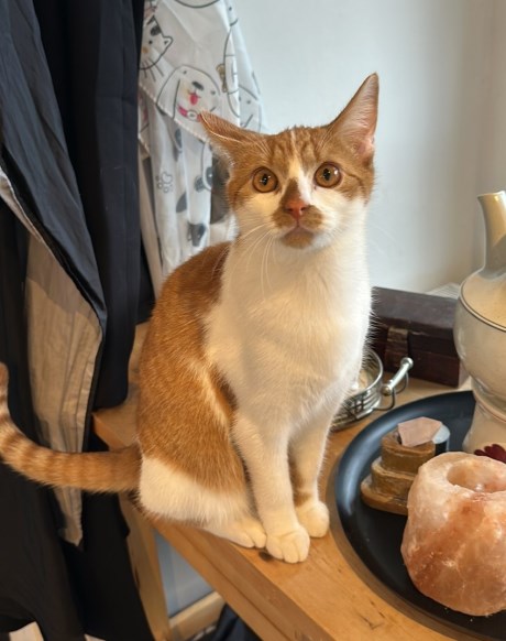 Kat Europese korthaar of huiskat