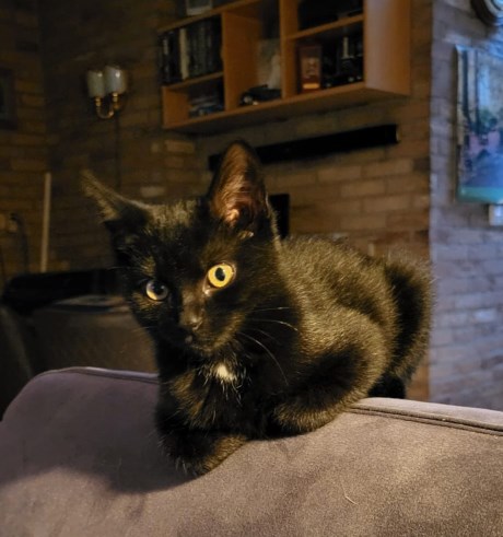 Kat Europese korthaar of huiskat