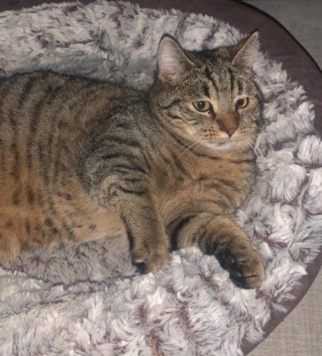 Kat Europese korthaar of huiskat