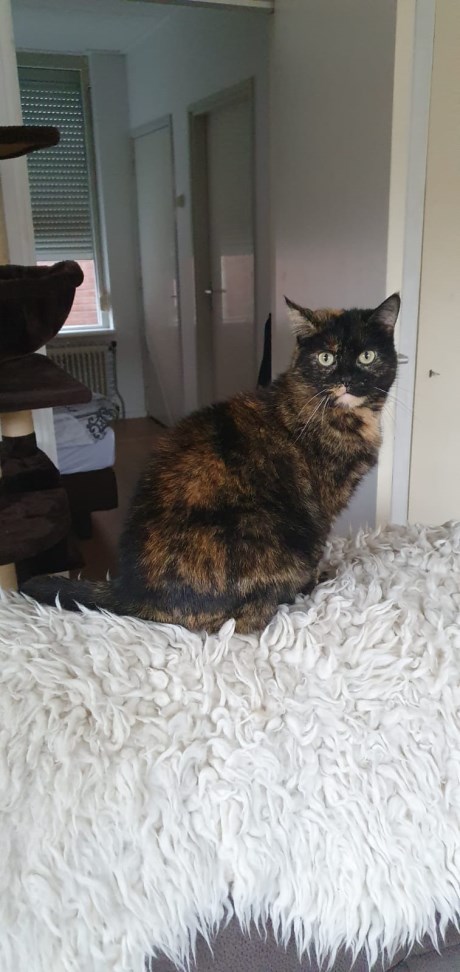 Kat Europese korthaar of huiskat