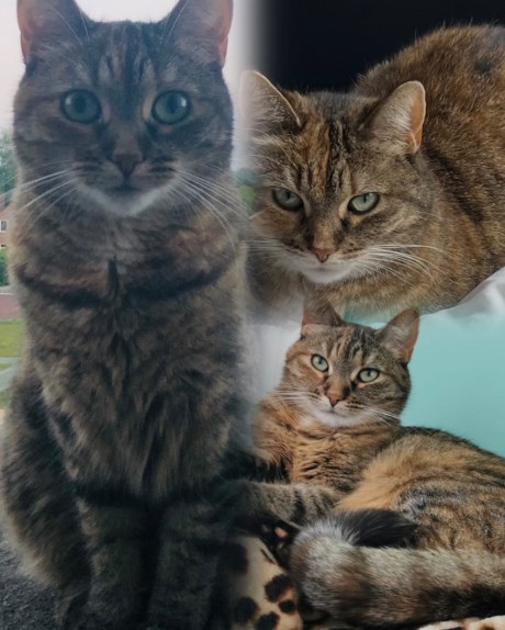 Kat Europese korthaar of huiskat