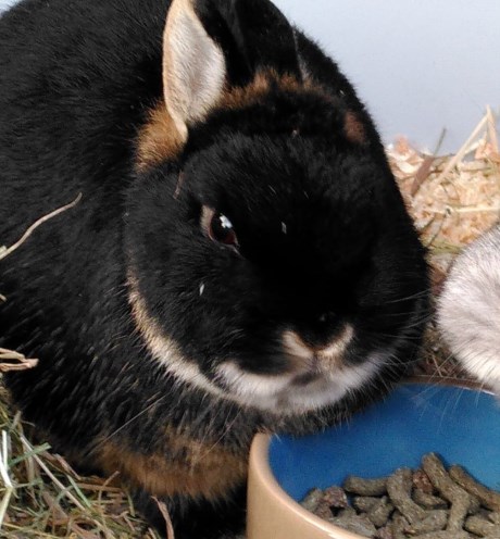 Knaagdier / Haasachtige Konijn