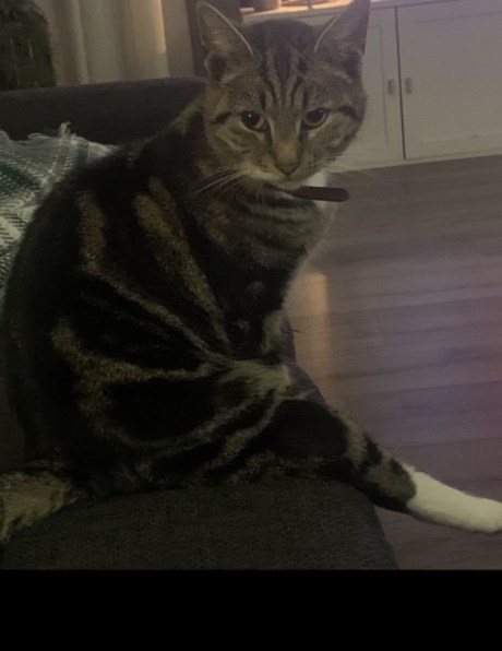 Kat Europese korthaar of huiskat