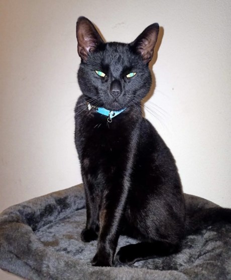 Kat Europese korthaar of huiskat