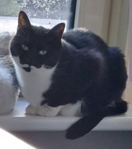 Kat Heilige Birmaan X