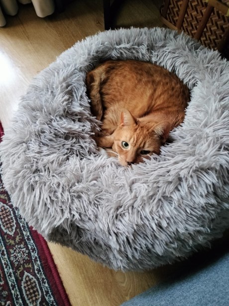 Kat Europese korthaar of huiskat