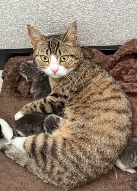 Kat Europese korthaar of huiskat