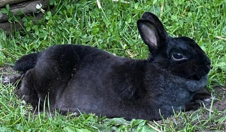 Knaagdier / Haasachtige Konijn