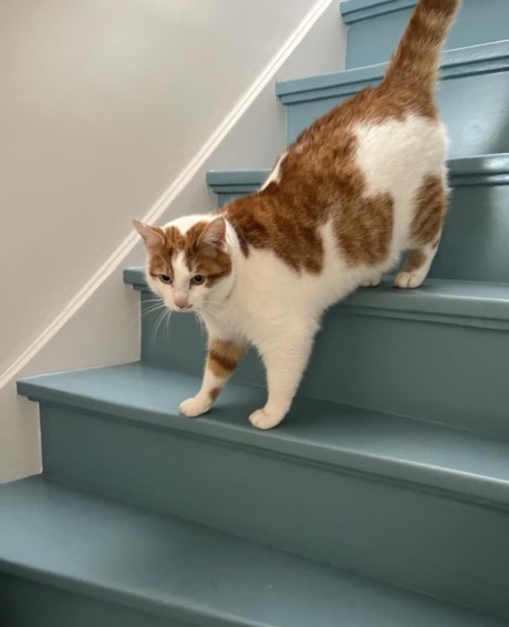 Kat Europese korthaar of huiskat