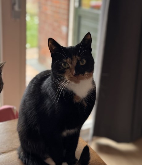 Kat Europese korthaar of huiskat