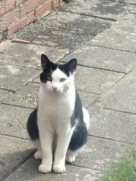 Kat Europese korthaar of huiskat