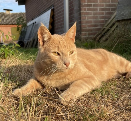 Kat Europese korthaar of huiskat