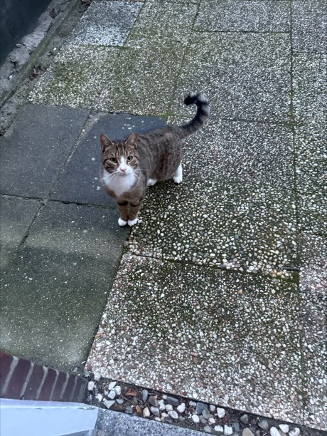 Kat Europese korthaar of huiskat