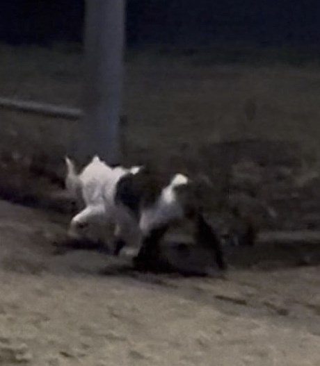 Kat Europese korthaar of huiskat