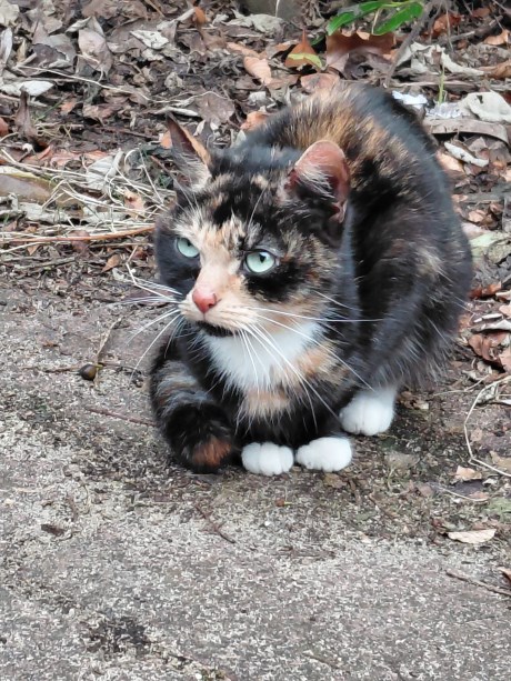 Kat Europese korthaar of huiskat