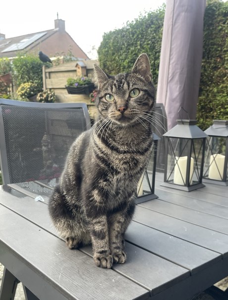 Kat Europese korthaar of huiskat