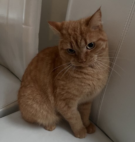 Kat Europese korthaar of huiskat