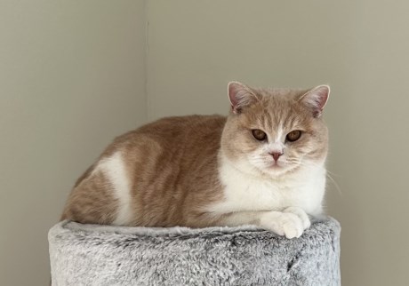 Kat Europese korthaar of huiskat