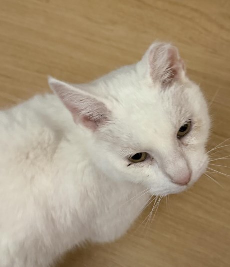 Kat Europese korthaar of huiskat