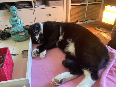 Kat Europese korthaar of huiskat