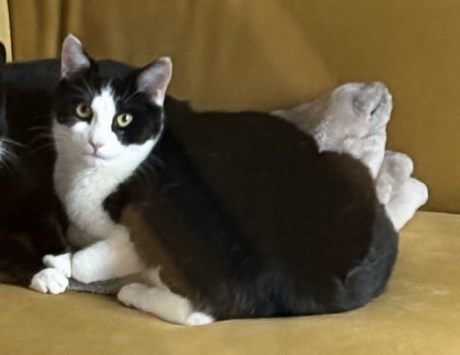 Kat Europese korthaar of huiskat