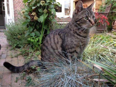 Kat Europese korthaar of huiskat