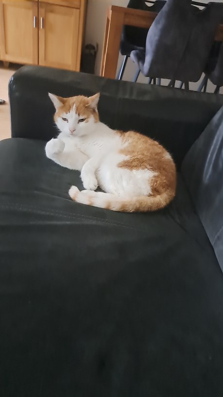 Kat Europese korthaar of huiskat