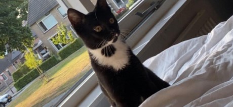 Kat Europese korthaar of huiskat