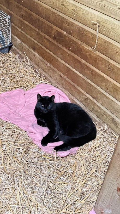 Kat Europese korthaar of huiskat