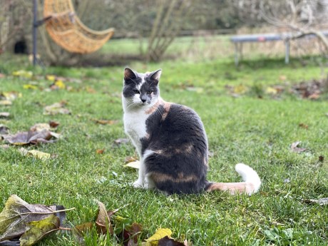 Kat Europese korthaar of huiskat