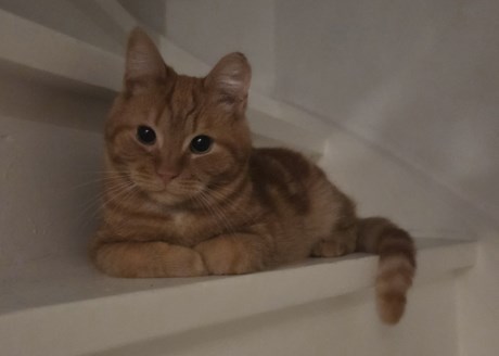 Kat Europese korthaar of huiskat