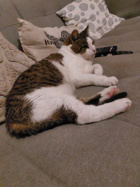 Kat Europese korthaar of huiskat