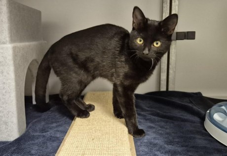 Kat Europese korthaar of huiskat