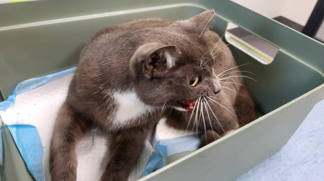 Kat Europese korthaar of huiskat