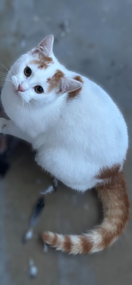 Kat Europese korthaar of huiskat