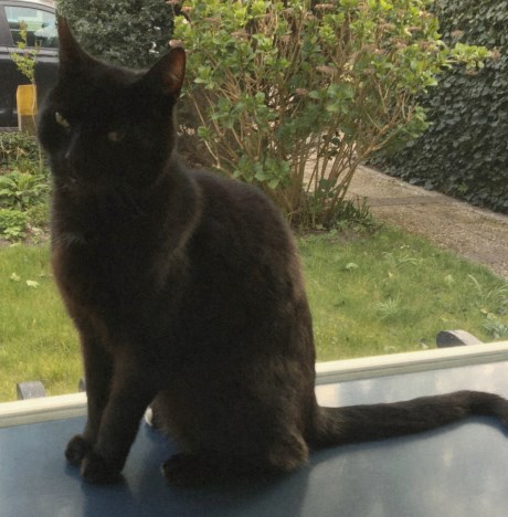 Kat Europese korthaar of huiskat