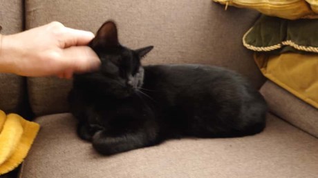 Kat Europese korthaar of huiskat