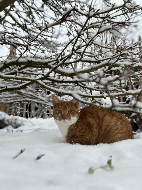 Kat Europese korthaar of huiskat