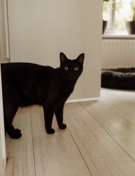 Kat Europese korthaar of huiskat