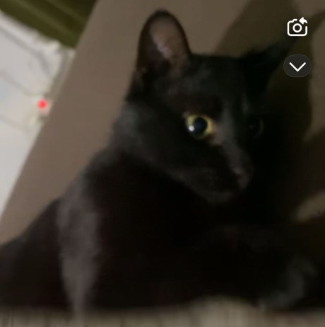 Kat Europese korthaar of huiskat