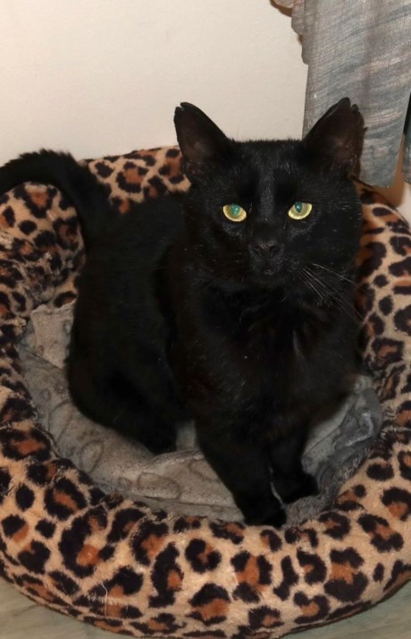 Kat Europese korthaar of huiskat