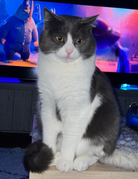 Kat Europese korthaar of huiskat