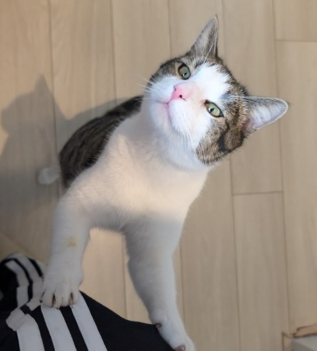 Kat Europese korthaar of huiskat