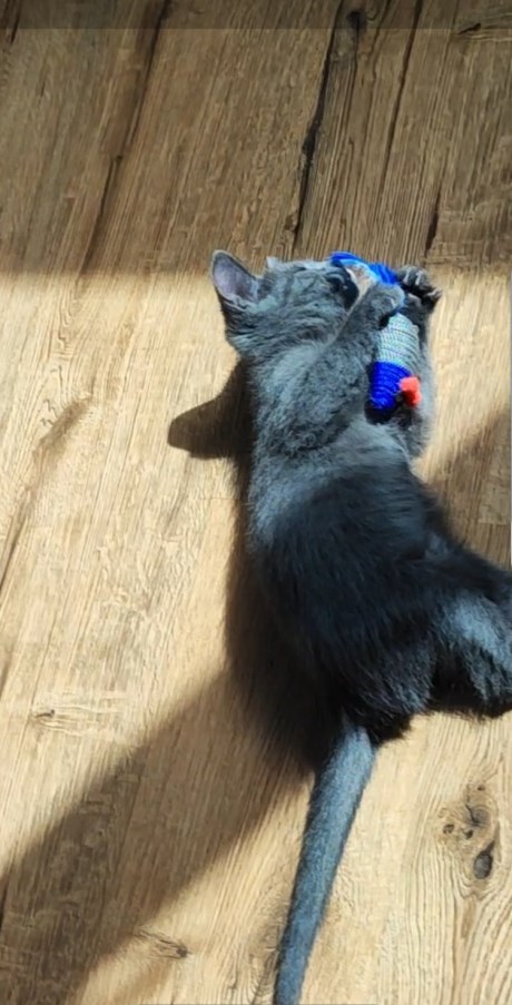 Kat Europese korthaar of huiskat