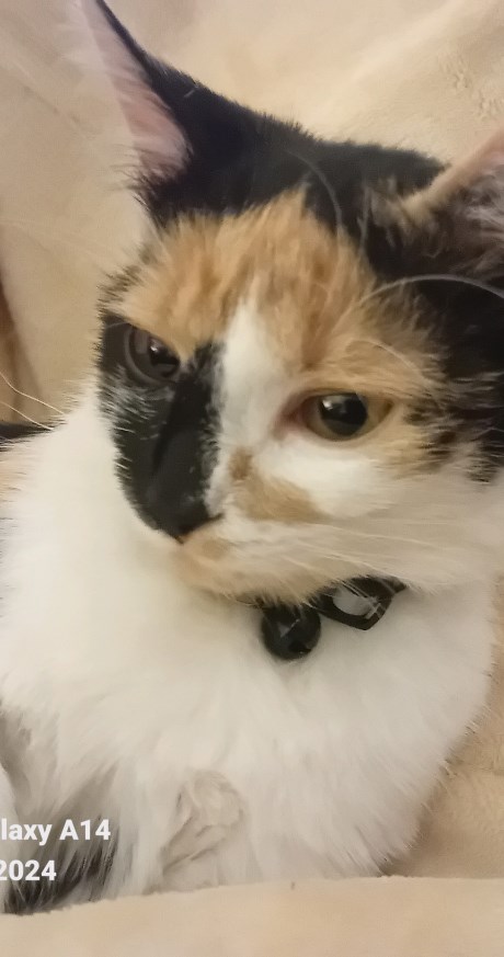 Kat Europese korthaar of huiskat