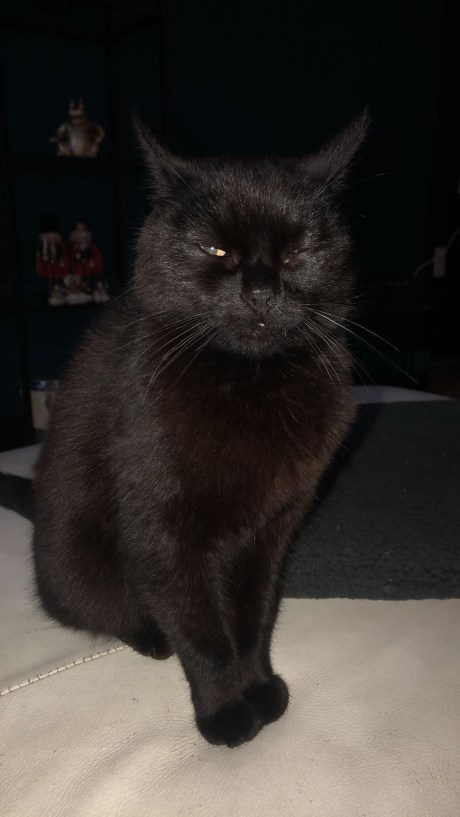 Kat Europese korthaar of huiskat